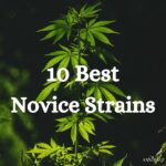 10 Best Novice Strains