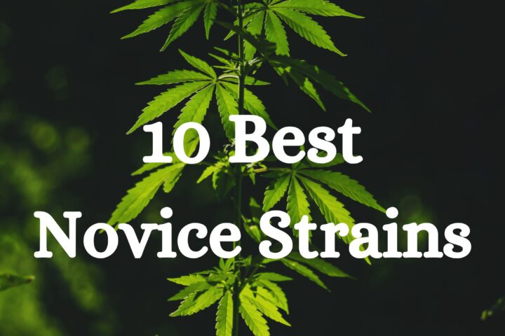 10 Best Novice Strains