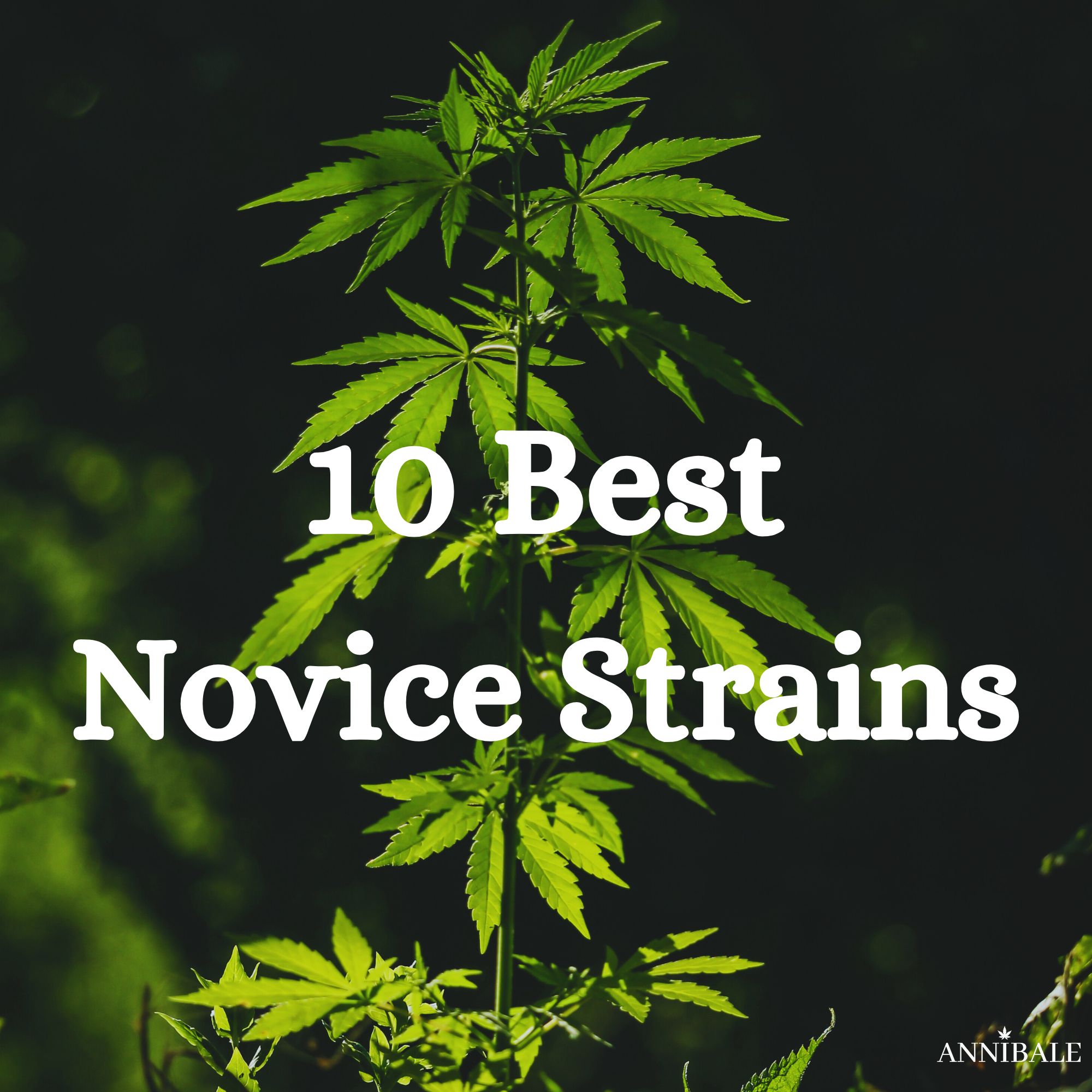 10 Best Novice Strains