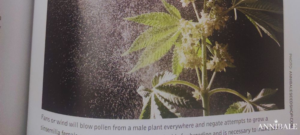 Annibale Seedshop & Genetics Cited In The Cannabis Grow Bible – Fourth Edition (2026) How To Breed Cannabis Chapter Male Cannabis Pollen