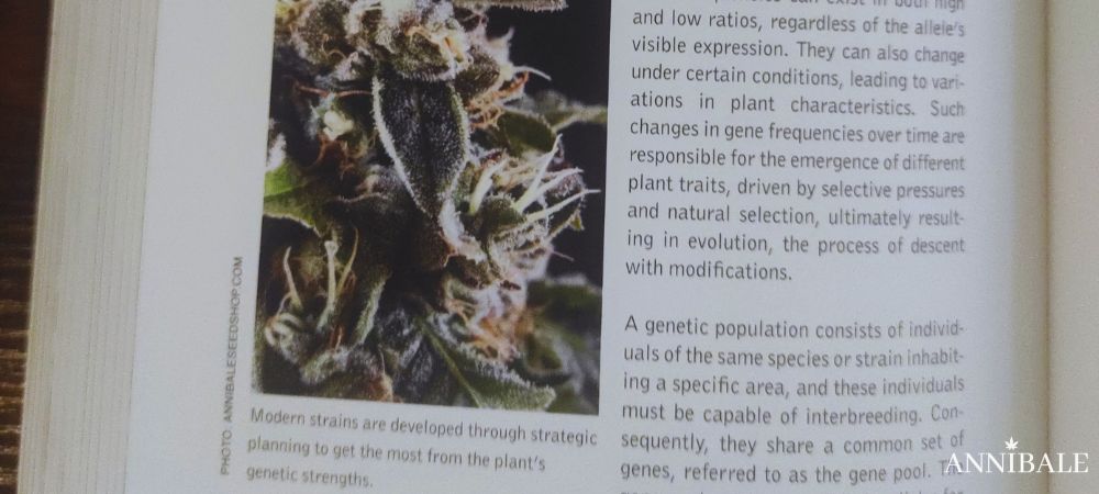 Annibale Seedshop & Genetics Cited In The Cannabis Grow Bible – Fourth Edition (2026) How To Breed Cannabis Chapter Modern Female Strain Weed Plant