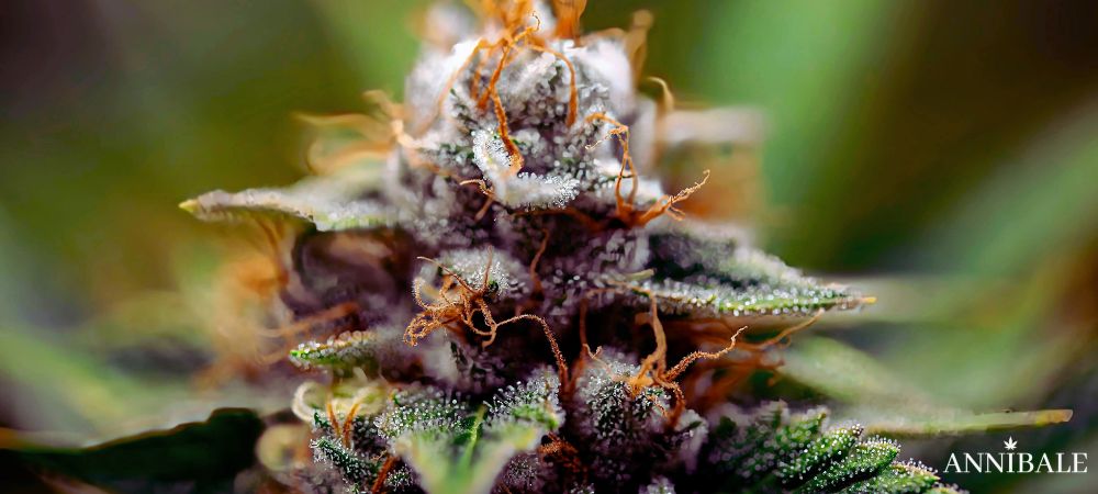 Airflow Cannabis Microclima Bud