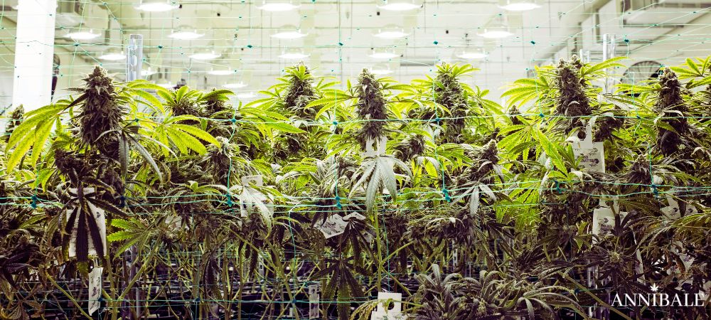 Airflow Cannabis Microclima
