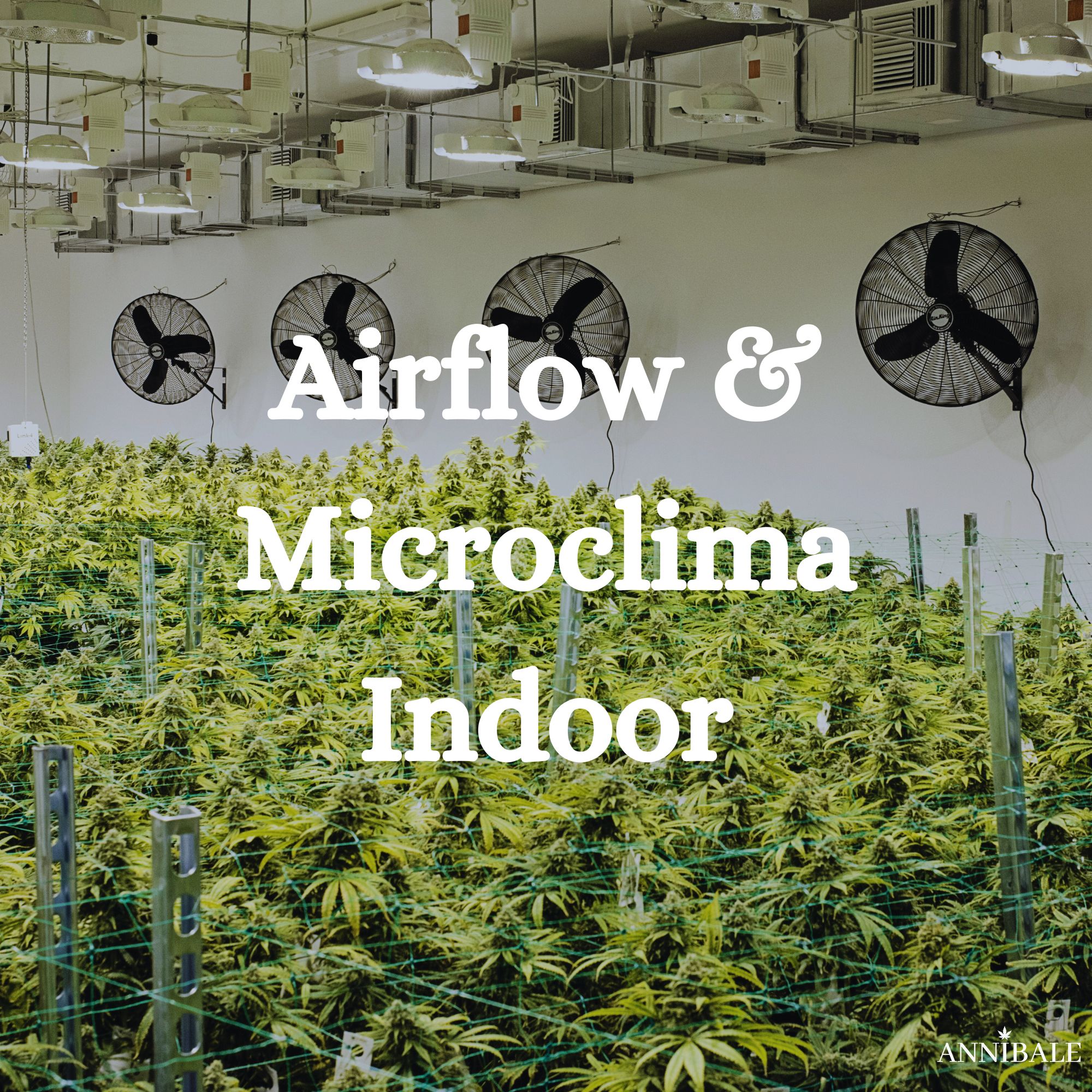 Airflow Microclima Indoor Cannabis