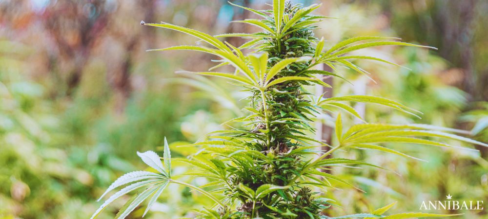 Best Easy To Grow Cannabis Seeds Strains