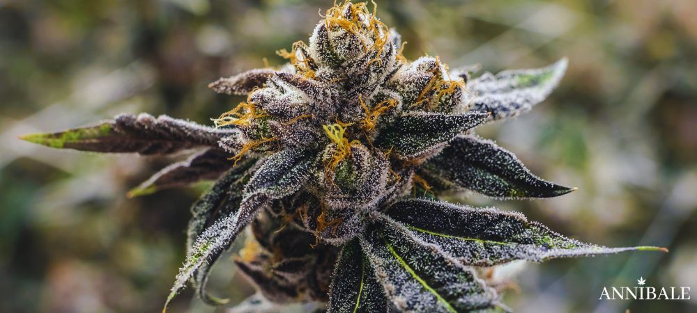Biscotti Strain Cannabis Indoor Bud