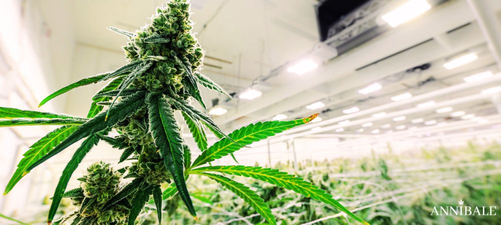 Indoor Cannabis strains