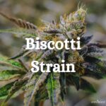 Biscotti Weed Strain Cannabis Genetics