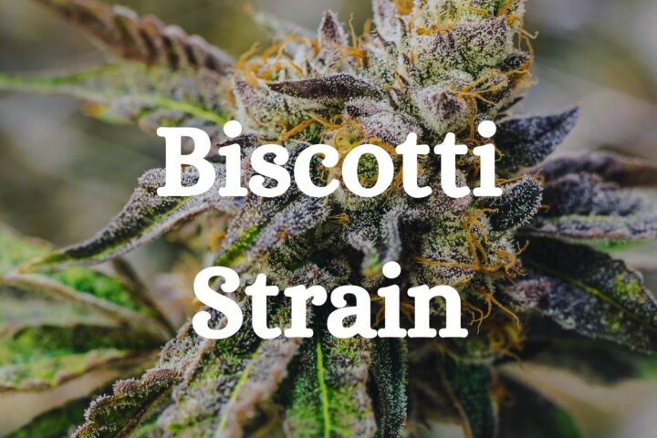Biscotti Weed Strain Cannabis Genetics