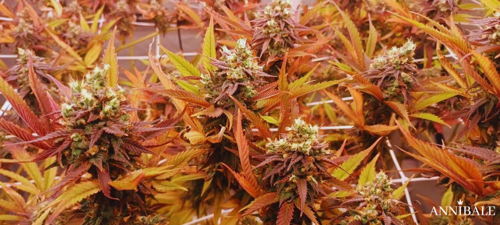 Blue Martini Wet Annibale Semi Cannabis Facili Coltivare Adatti Principianti