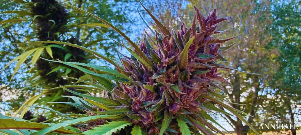 Calendario Outdoor Italia Piante Cannabis Purple