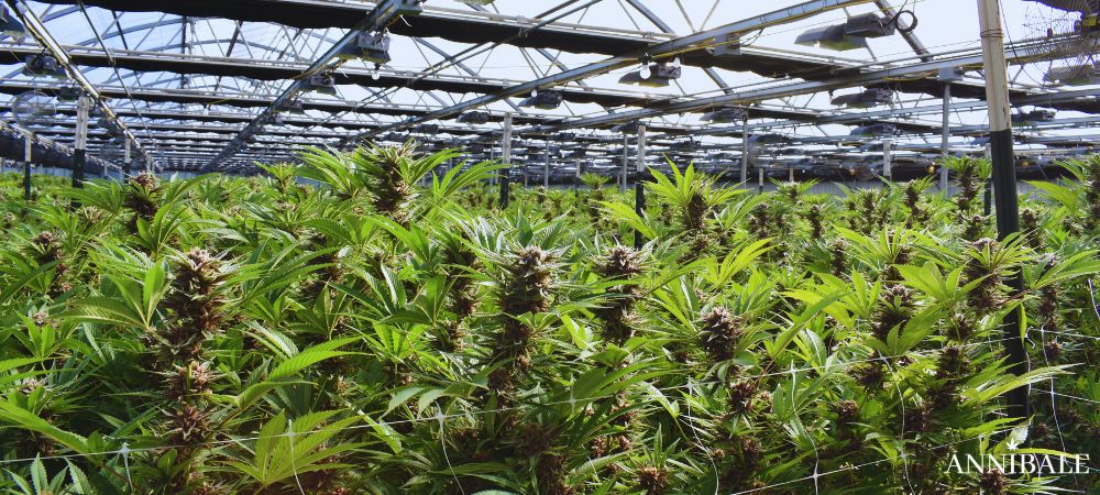 Calendario Outdoor Italia Piante Cannabis Serra Greenhouse