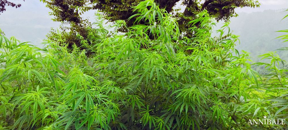 Calendario Outdoor Italia Piante Cannabis