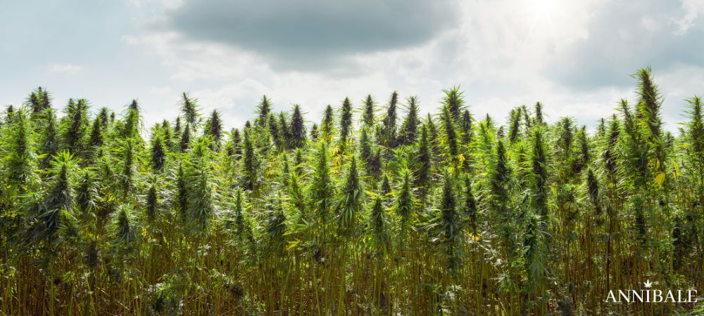 Cannabis seeds Grow Outdoor