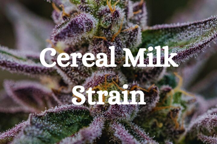 Cannabis Cereal Milk Strain