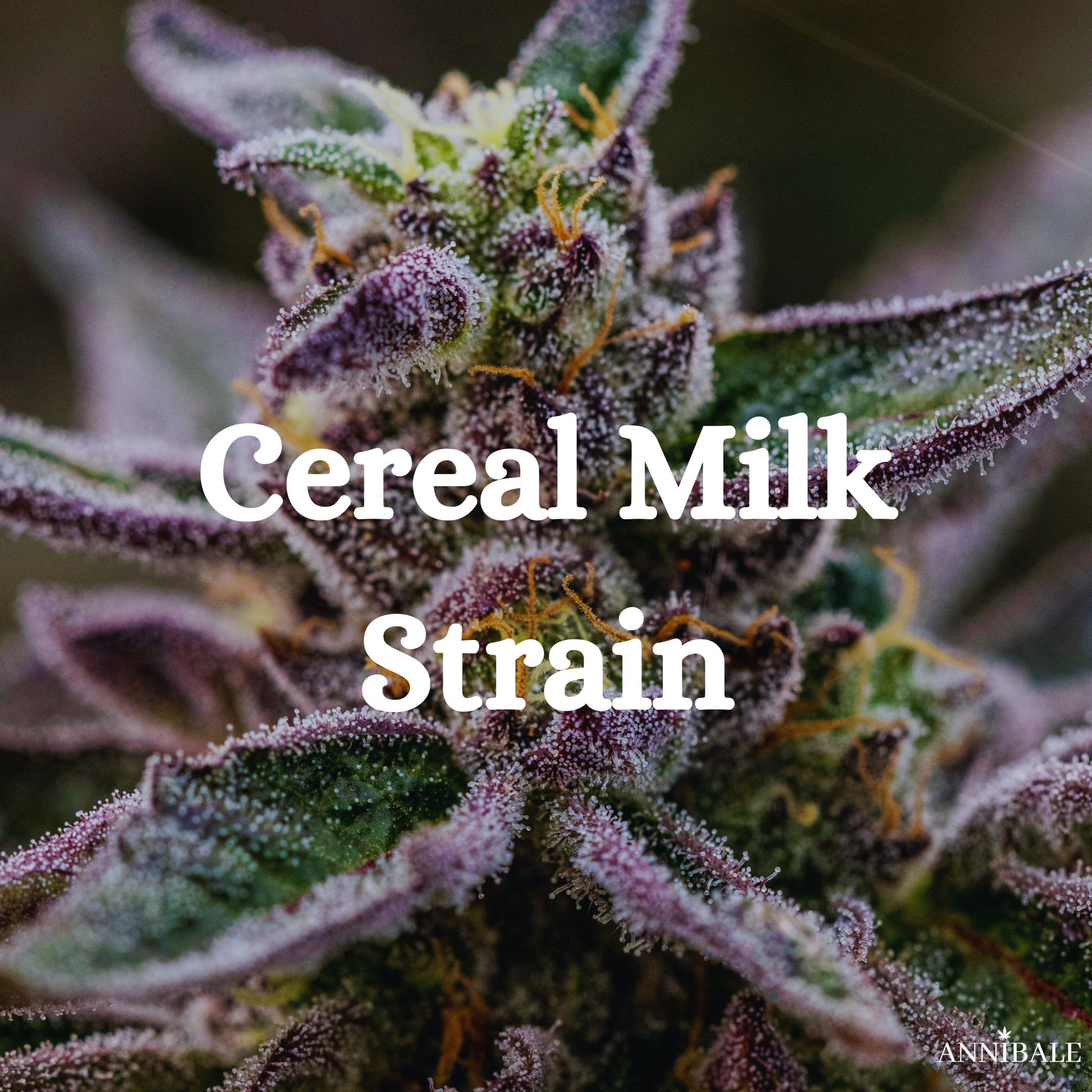 Cannabis Cereal Milk Strain