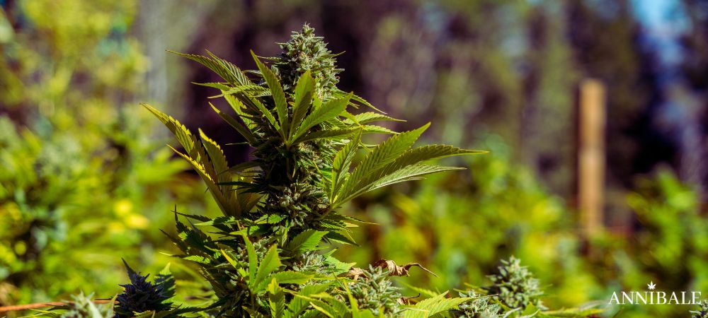 Cannabis Outdoor Pot Or ground