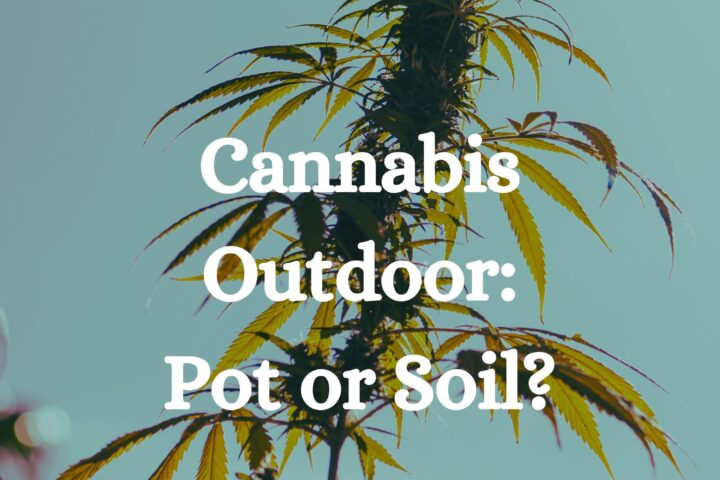 Cannabis Outdoor Pot Soil