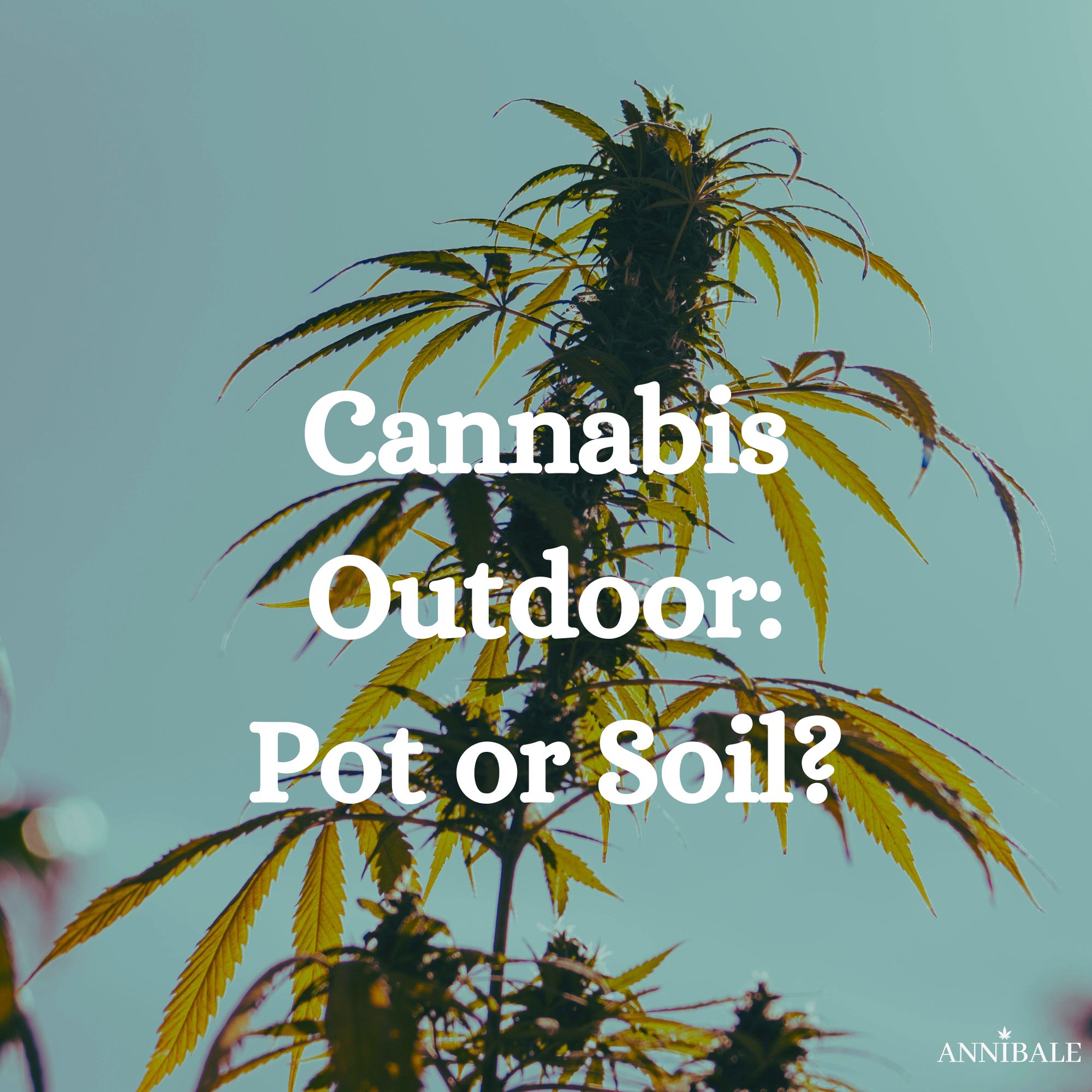 Cannabis Outdoor Pot Soil