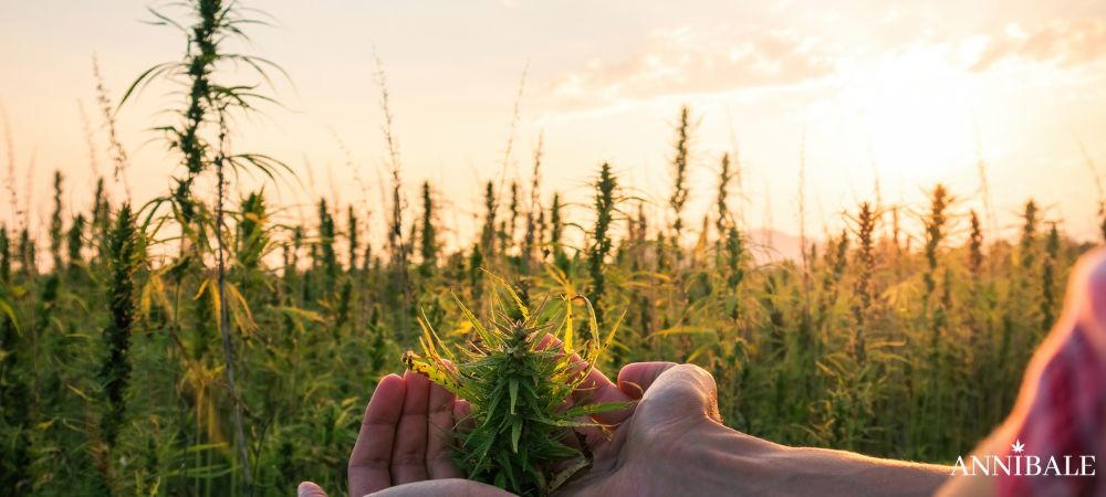 Cannabis Outdoor Soil