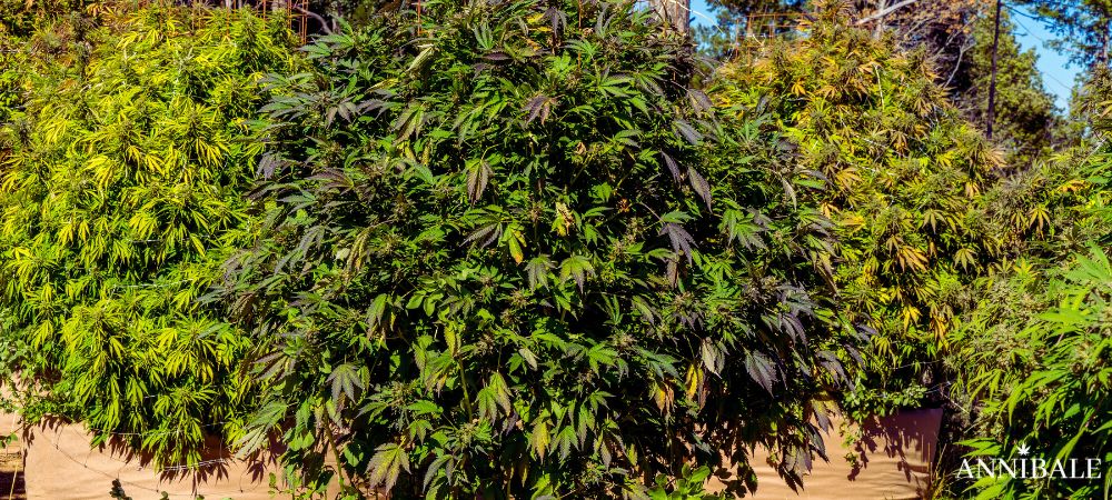 Cannabis Outdoor Soil Or Pot