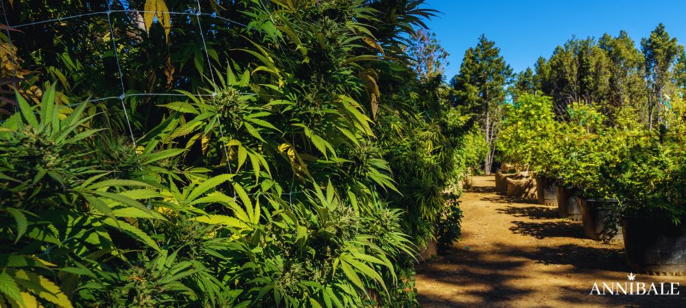 Cannabis Outdoor Soil Pots