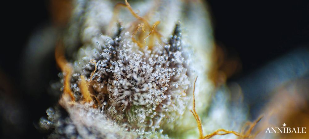 Cannabis Strain mac 11 Trichome Effect