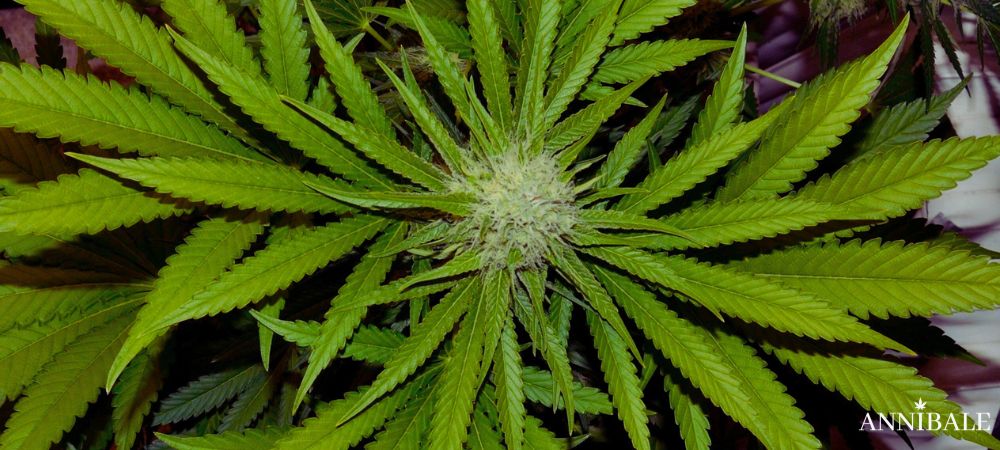 Cannabis Strain Cereal Milk