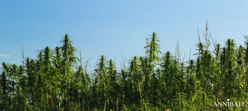 Cbd Cannabis Light Italy (1)