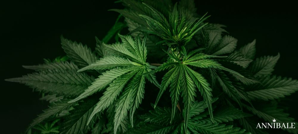 Deumidificatore Cannabis Indoor Grow (1)