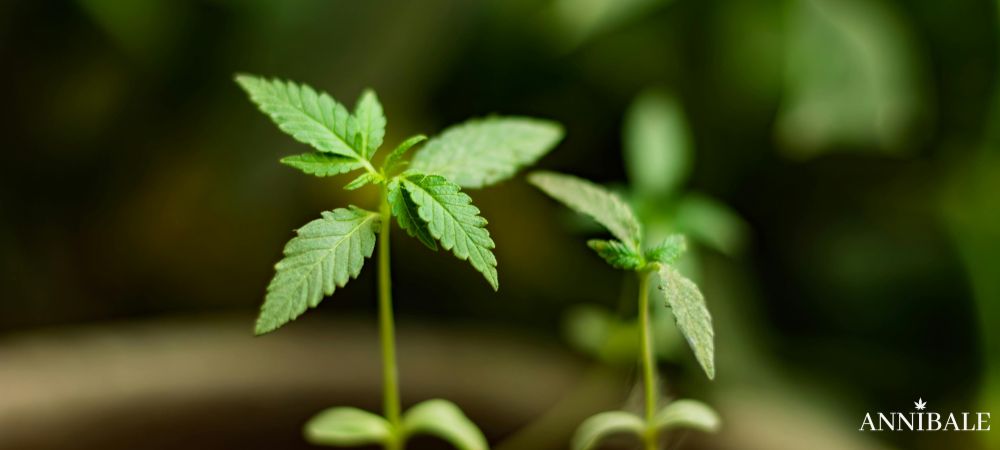 Easy To Grow Cannabis Strains