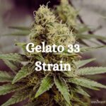 Gelato 33 Strain Cannabis