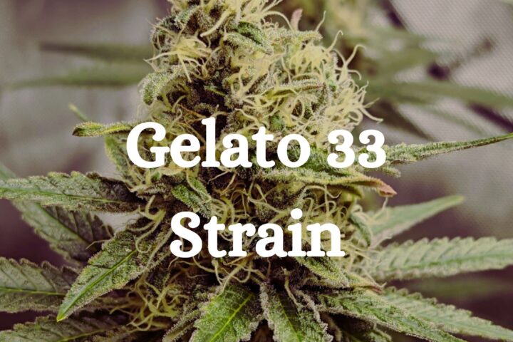 Gelato 33 Strain Cannabis