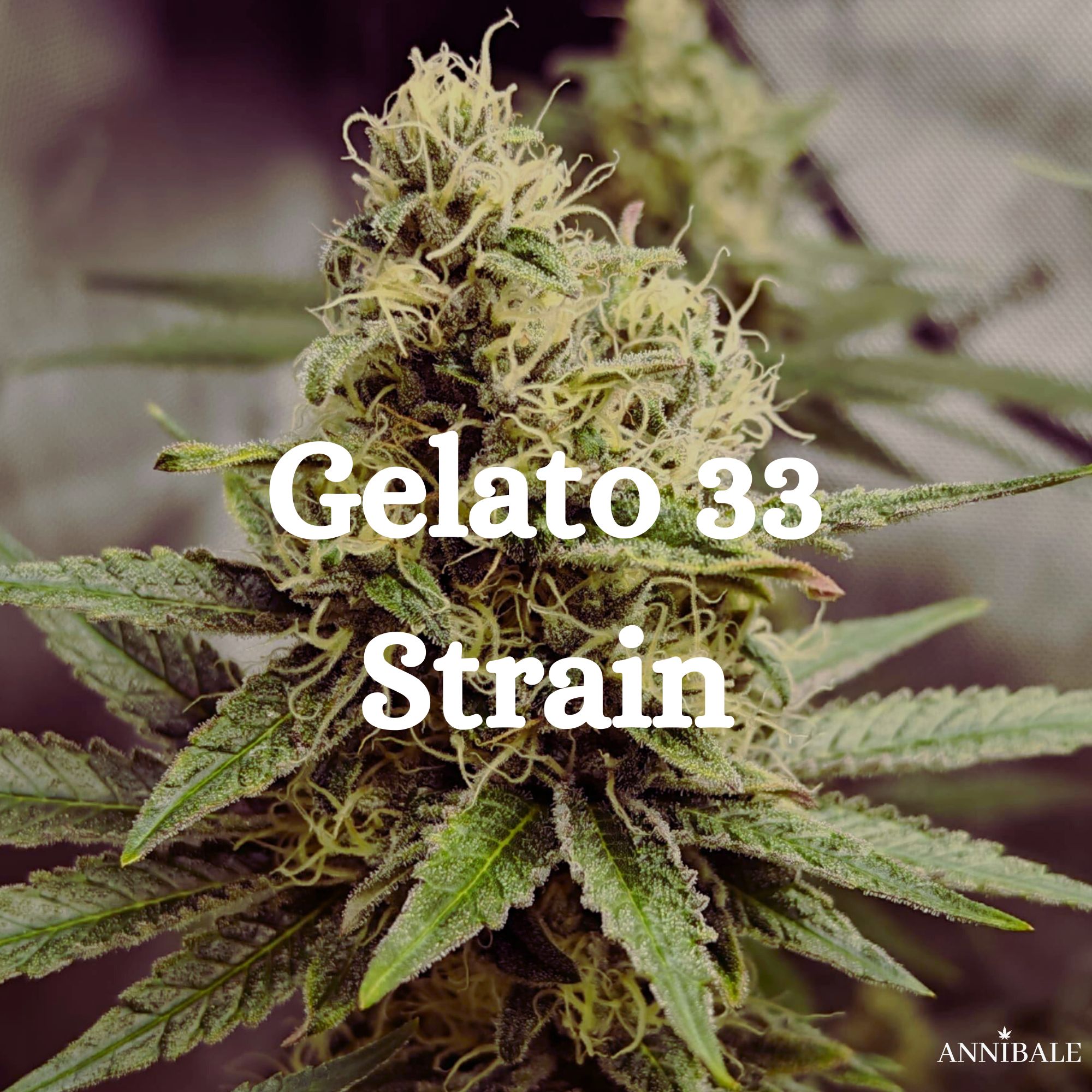 Gelato 33 Strain Cannabis