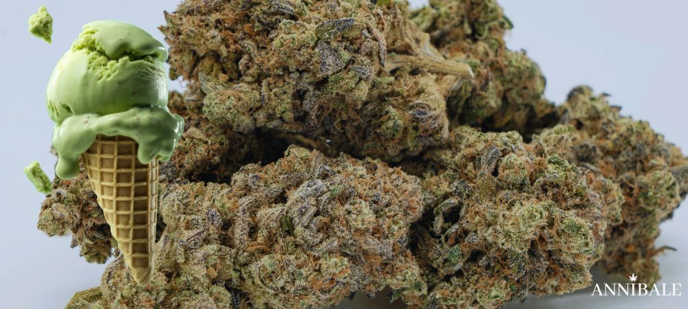 Gelato Strain Cannabis Weed Buds
