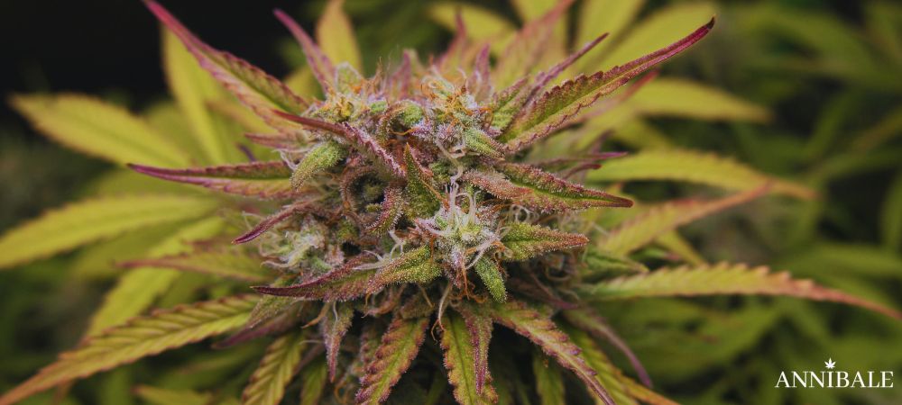 Genetiche Cannabis Outdoor Contro Botrytis