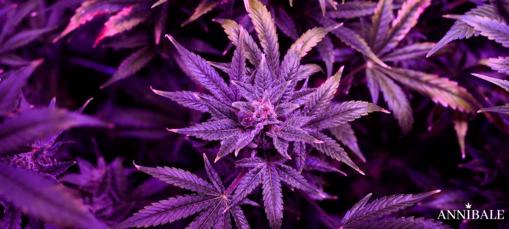Germany Cannabis Town (1)