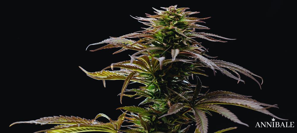 Icecream Cake Cannabis Strain Genetics Weed