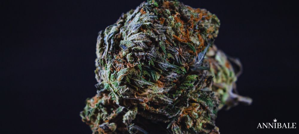 Icecream Cake Cannabis Strain