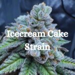 Icecream Cake Strain Cannabis
