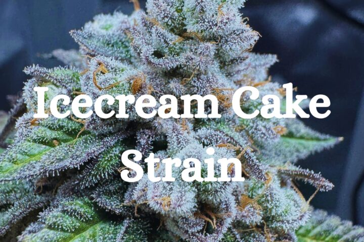Icecream Cake Strain Cannabis