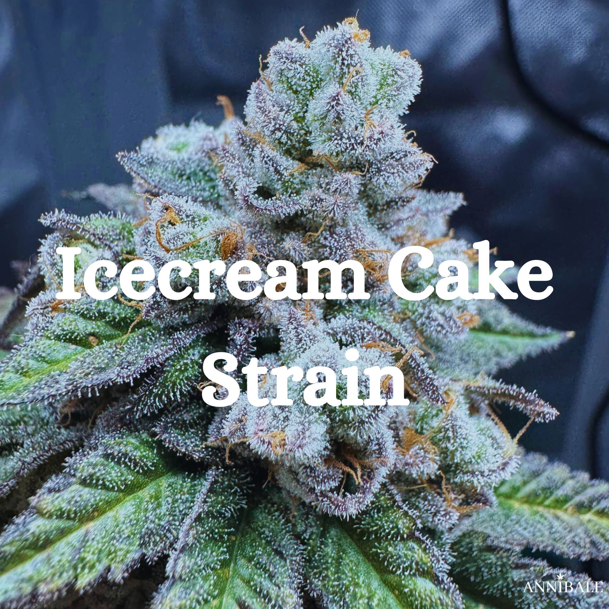 Icecream Cake Strain Cannabis