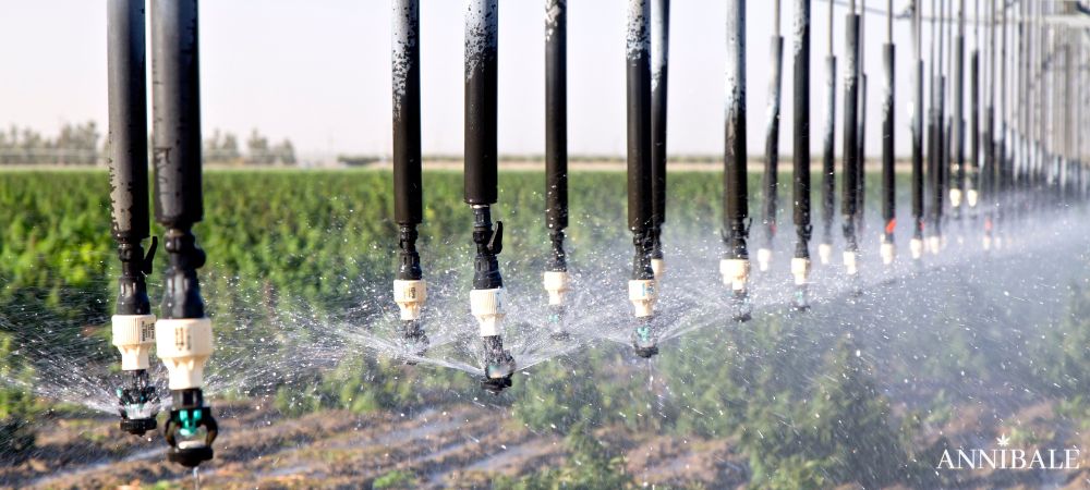 Irrigazione Smart Cannabis Coltivazione Outdoor