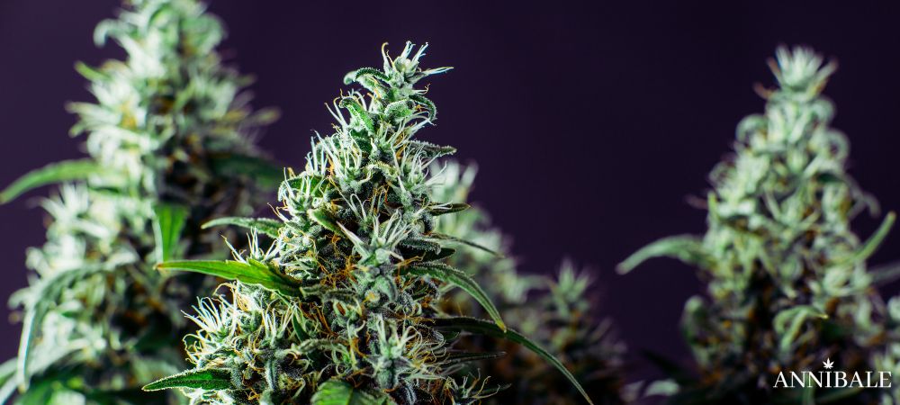 Jealousy Cannabis Plant Weed Strain