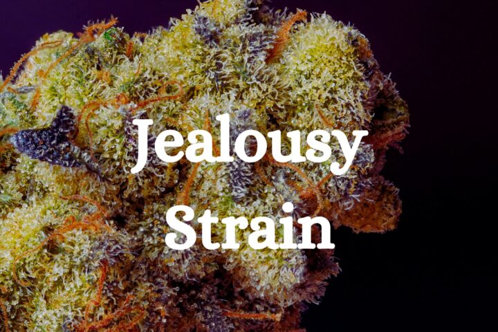 Jealousy Strain Cannabis Genetic