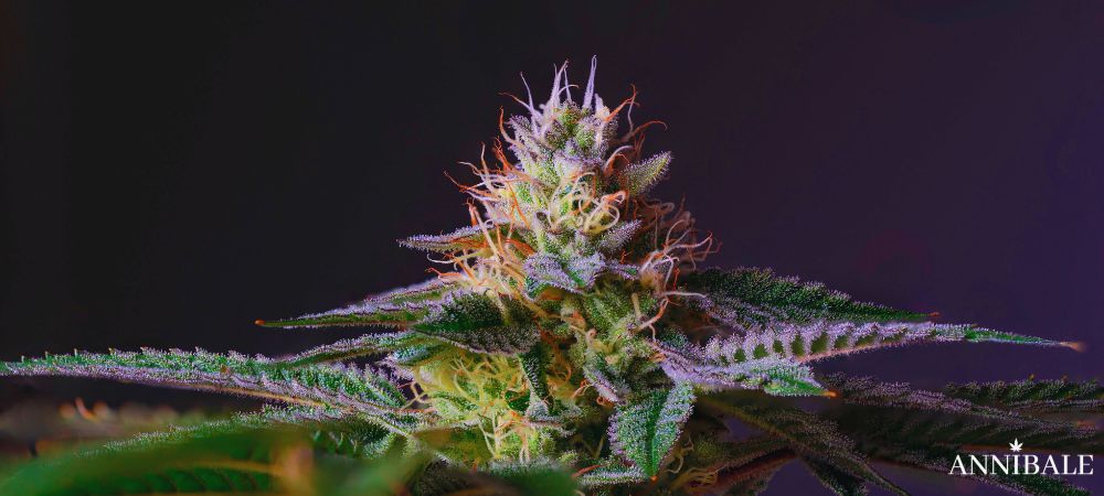 Jealousy Strain Cannabis Plant Weed