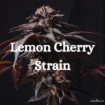 Lemon Cherry Strain Cannabis