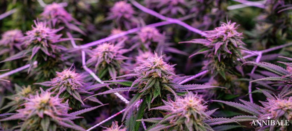 Lemon Cherry Strain Scrog Grow indoor