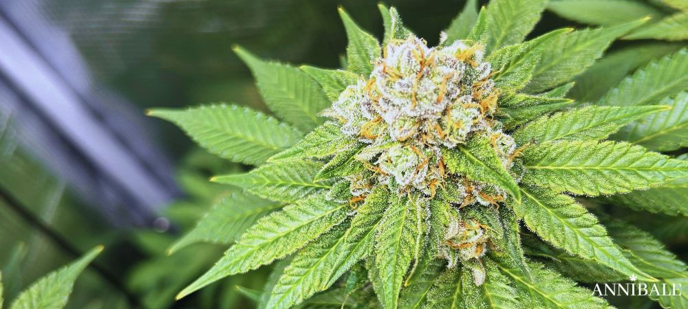 Mac 11 Strain Buds (1)