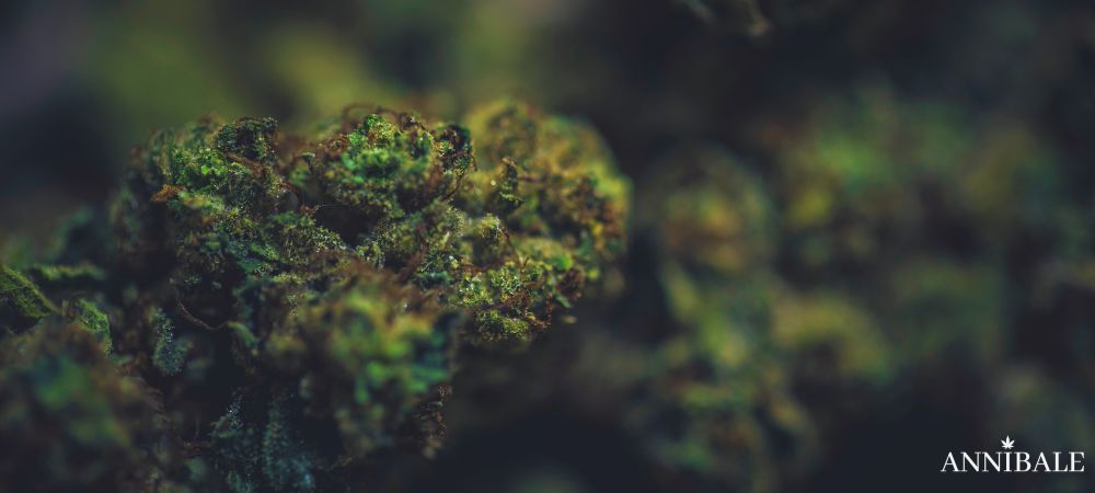 Mac 11 Strain Buds